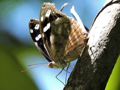 Myscelia cyaniris cyaniris