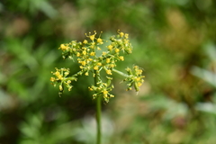 Cymopterus hallii