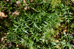 Cymopterus hallii