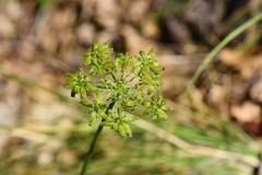 Cymopterus hallii