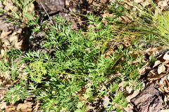 Cymopterus hallii