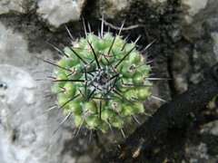 Mammillaria orcuttii