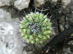 Mammillaria orcuttii