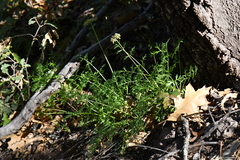 Cymopterus hallii