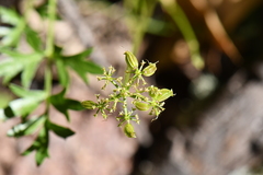 Cymopterus hallii