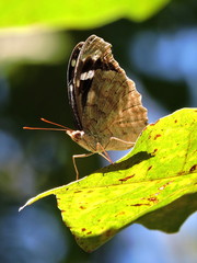 Myscelia cyaniris cyaniris