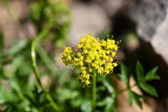 Cymopterus hallii