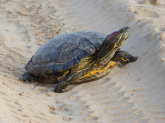 Trachemys scripta