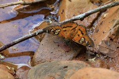 Myscelus epimachia