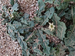 Jaborosa runcinata