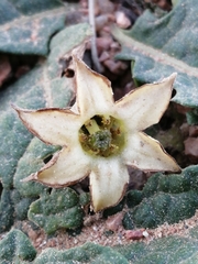 Jaborosa runcinata