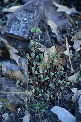 Sedum havardii