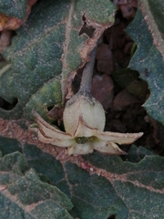 Jaborosa runcinata