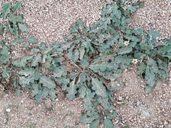 Jaborosa runcinata