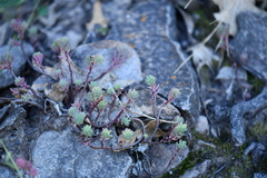 Sedum havardii