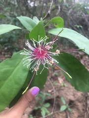 Cynophalla heterophylla