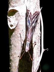 Myscelia cyaniris cyaniris