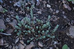 Sedum havardii
