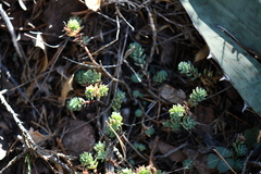 Sedum havardii
