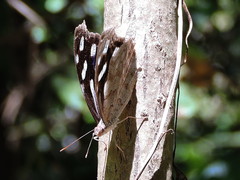 Myscelia cyaniris cyaniris