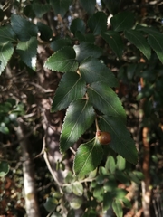 Nothofagus nitida