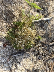 Cuscuta tuberculata