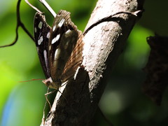 Myscelia cyaniris cyaniris