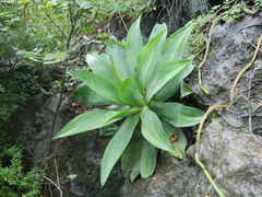 Agave mitis