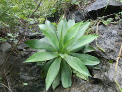 Agave mitis