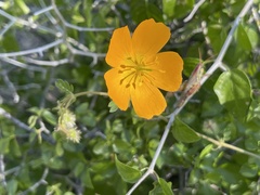 Kallstroemia peninsularis