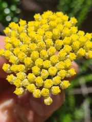 Cassinia denticulata