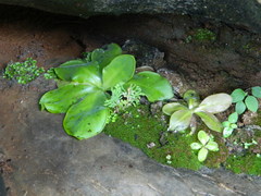 Pinguicula potosiensis