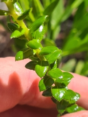 Cassinia denticulata