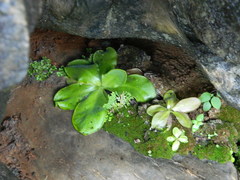 Pinguicula potosiensis