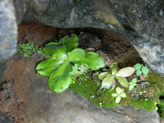 Pinguicula potosiensis