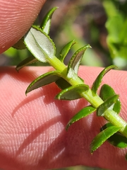 Cassinia denticulata