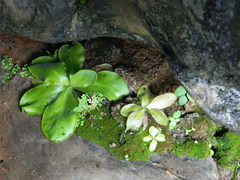 Pinguicula potosiensis