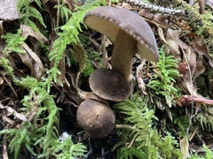 Lactarius fallax