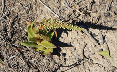Crassula capitella capitella