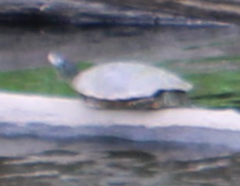 Graptemys pseudogeographica