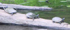 Graptemys pseudogeographica