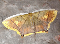 Thinopteryx crocoptera