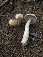 Phlegmacium patrickense