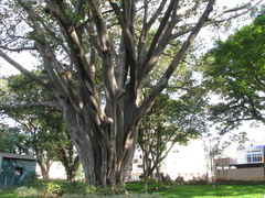 Ficus drupacea