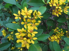 Galphimia glauca