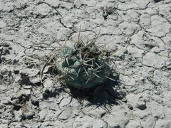 Coryphantha poselgeriana
