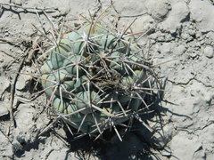 Coryphantha poselgeriana