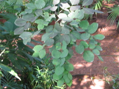Millettia peguensis