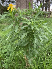 Euryops chrysanthemoides