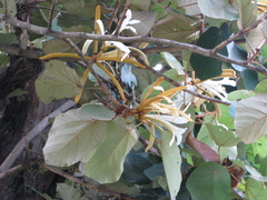 Pterospermum acerifolium